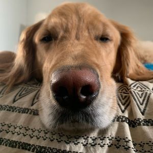 Meet your Posher, Levi